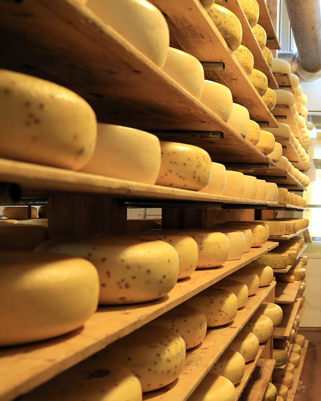 Cheese