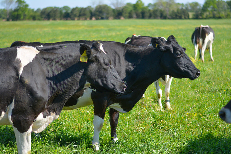 Working Cows Dairy