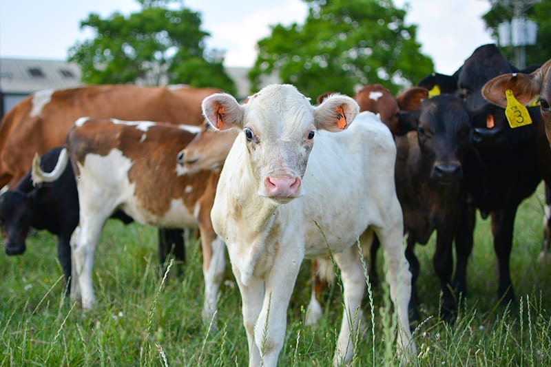 Pasture-raised dairy calf with its mother.