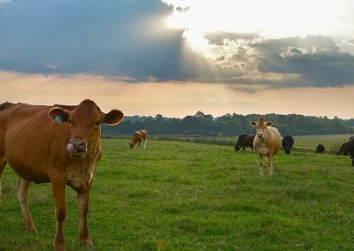 Grass-fed dairy cows on certified organic pasture at Working Cows Dairy