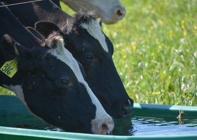 Organic grass-fed dairy cows drinking water at a trough
