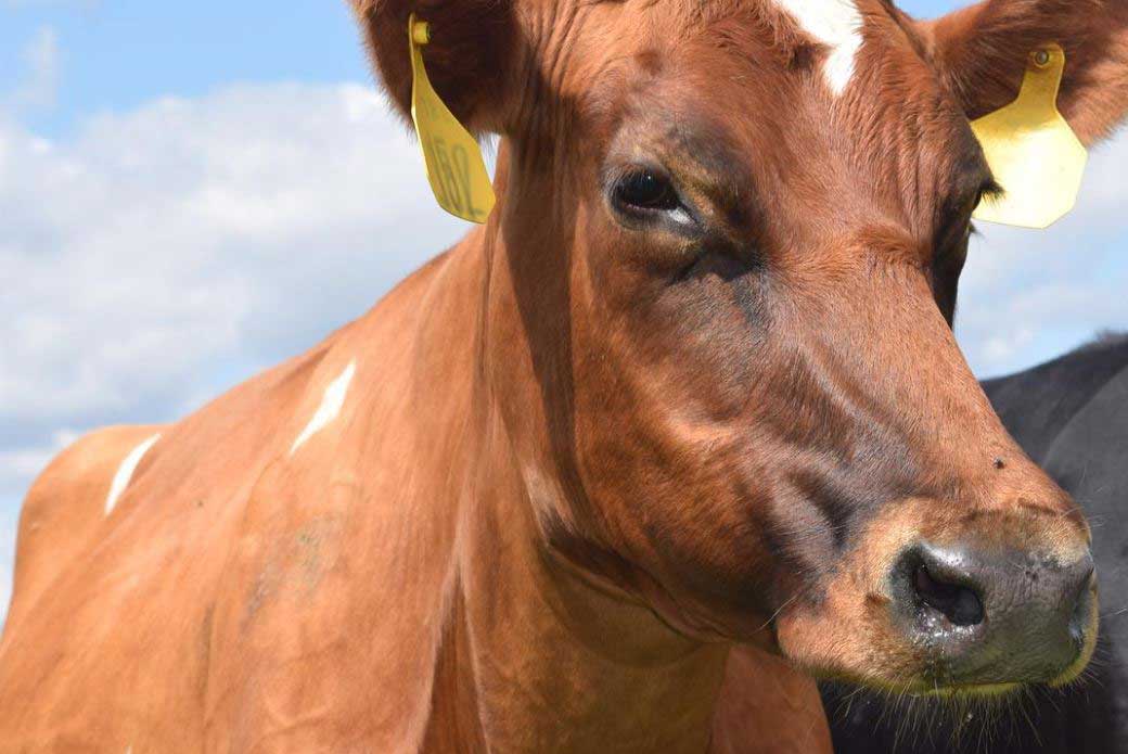 Happy grass-fed cows make vitamin D from the bright sunlight.