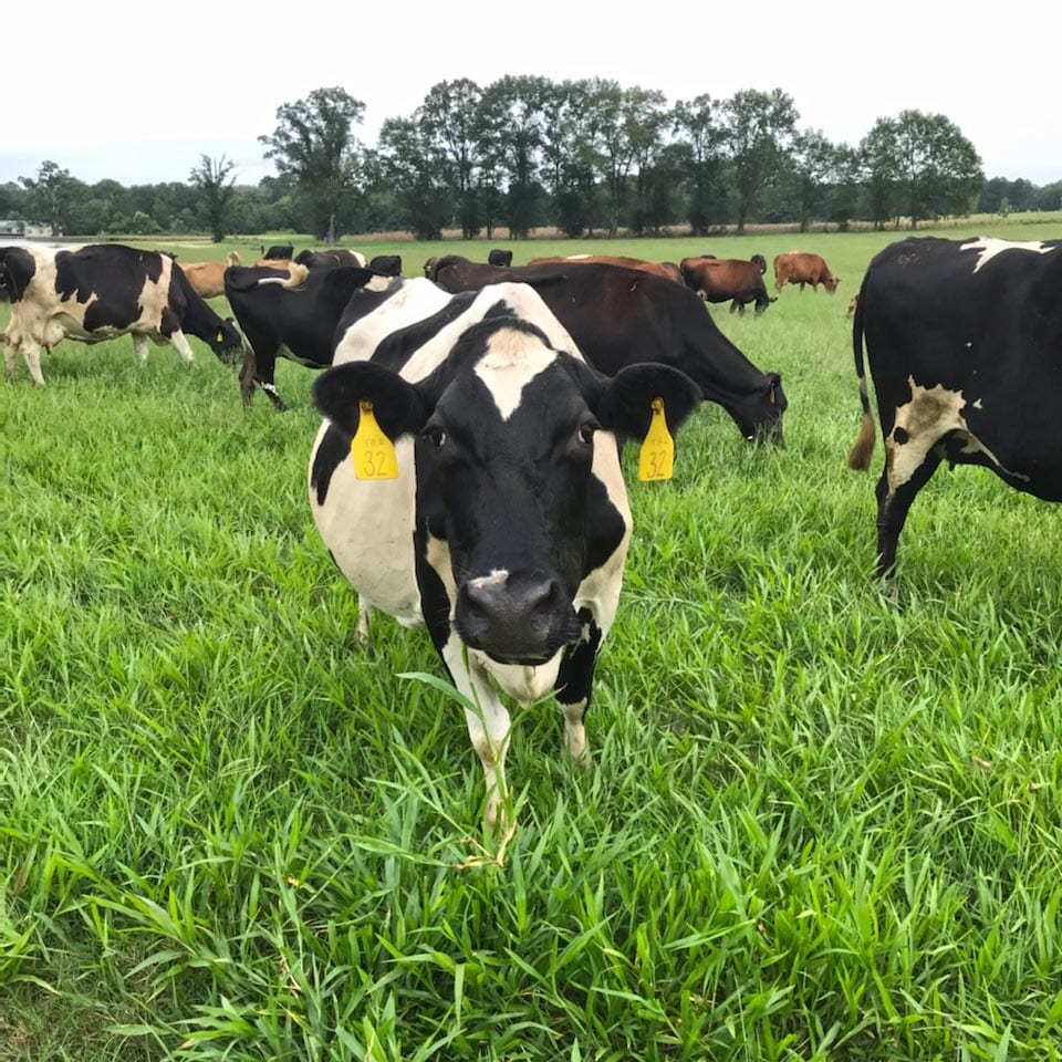 Dairy cows rotational grazing