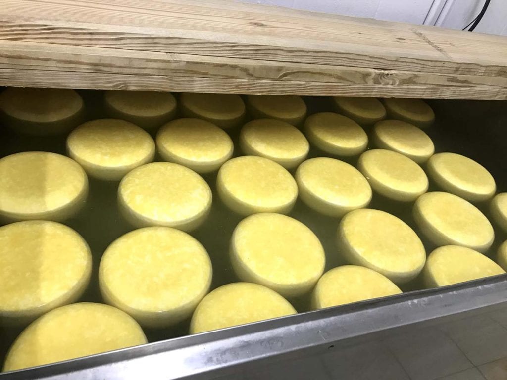Gouda cheese in brine bath