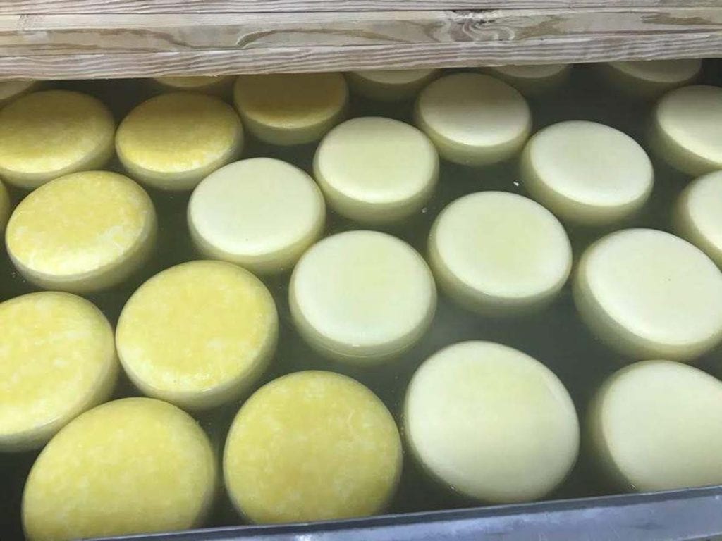 Turning Gouda cheese in the brine bath after 18 hours