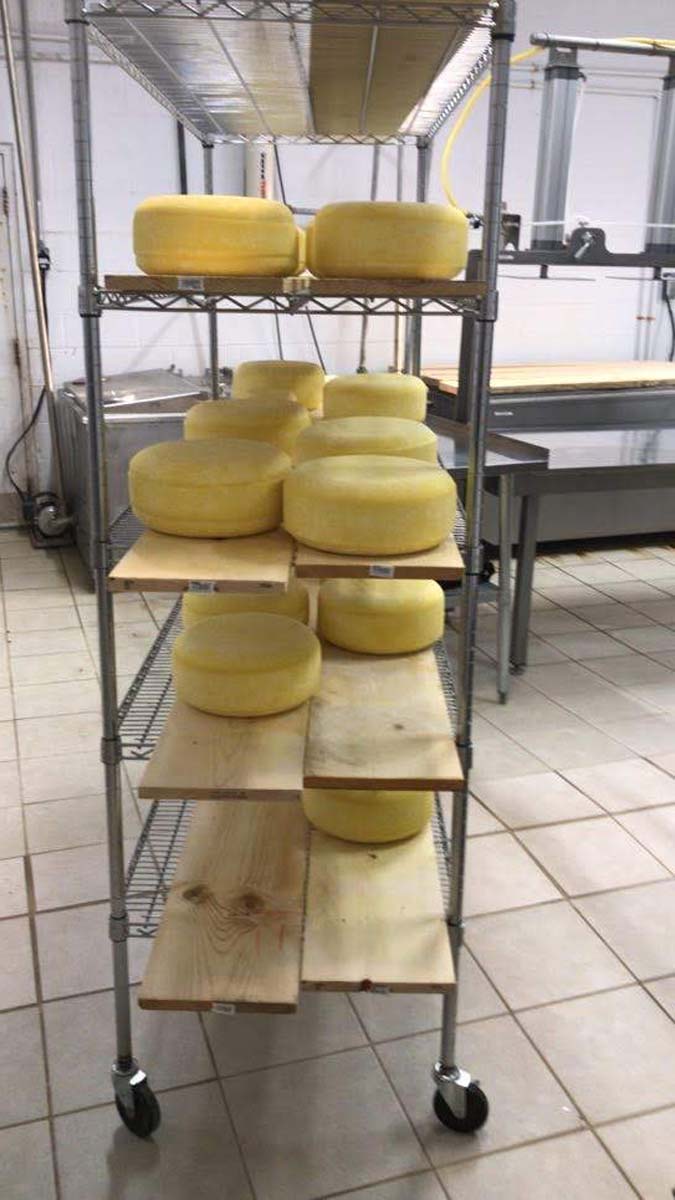 How To Make Cheese: A Guide To Making Gouda Cheese - Molly Green